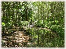 Regenwald