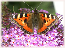 Schmetterling
